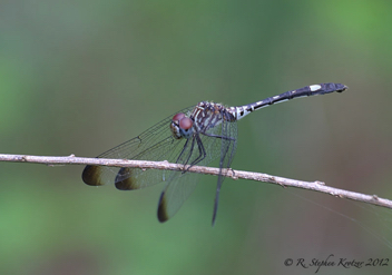 Dythemis velox, female